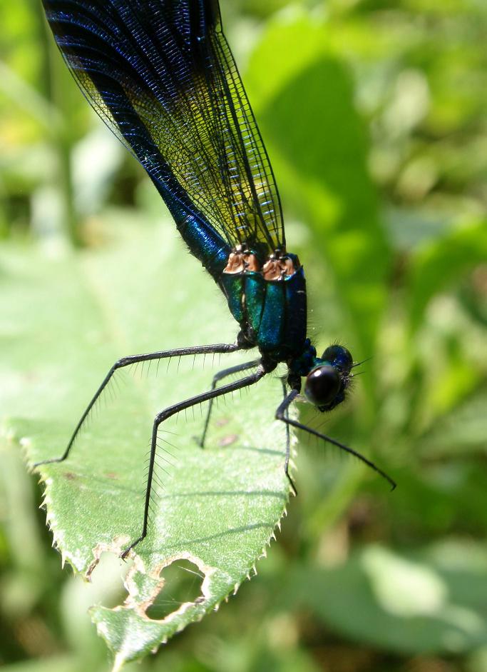 Calopteryx splendens da confermare